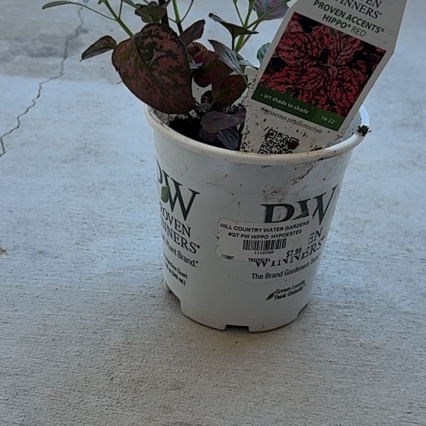 Photo of the plant species Hypoestes 'Red' by @DeanRockfig45 named Leaf Erickson on Greg, the plant care app
