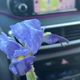 Photo of the plant species Virginia Iris by @GoddessAsarina4 named Luna on Greg, the plant care app