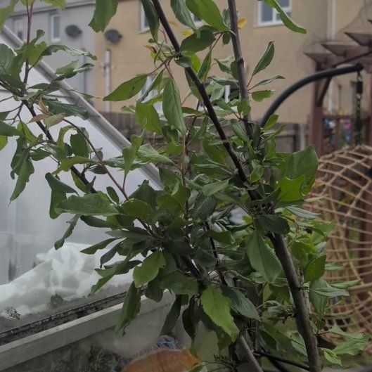 Photo of the plant species Victoria Plum by @SereneGermanivy named Bruce Lee on Greg, the plant care app