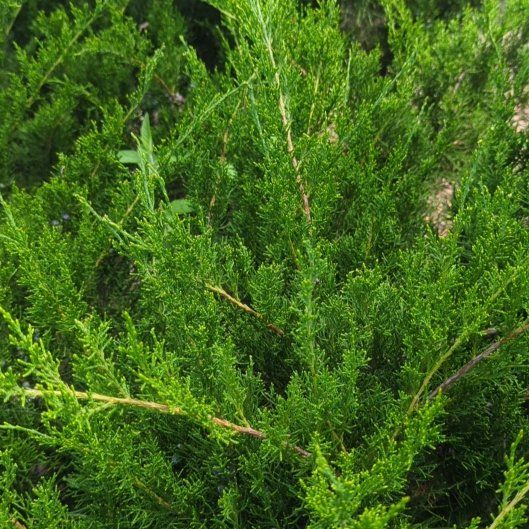 Photo of the plant species Savin Juniper by @FairCentro71 named Bieber on Greg, the plant care app