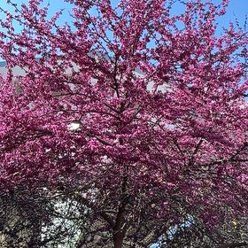 Photo of the plant species Judas Tree by @TopBogbean19 named Queen on Greg, the plant care app