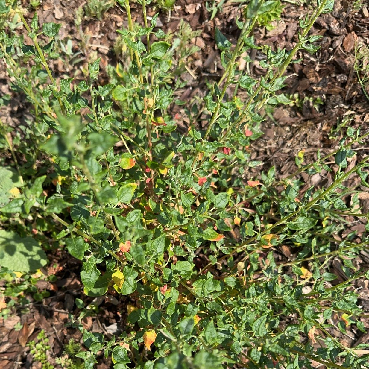 Photo of the plant species Seacliff Buckwheat by @MightyTigersjaw named Gobi on Greg, the plant care app