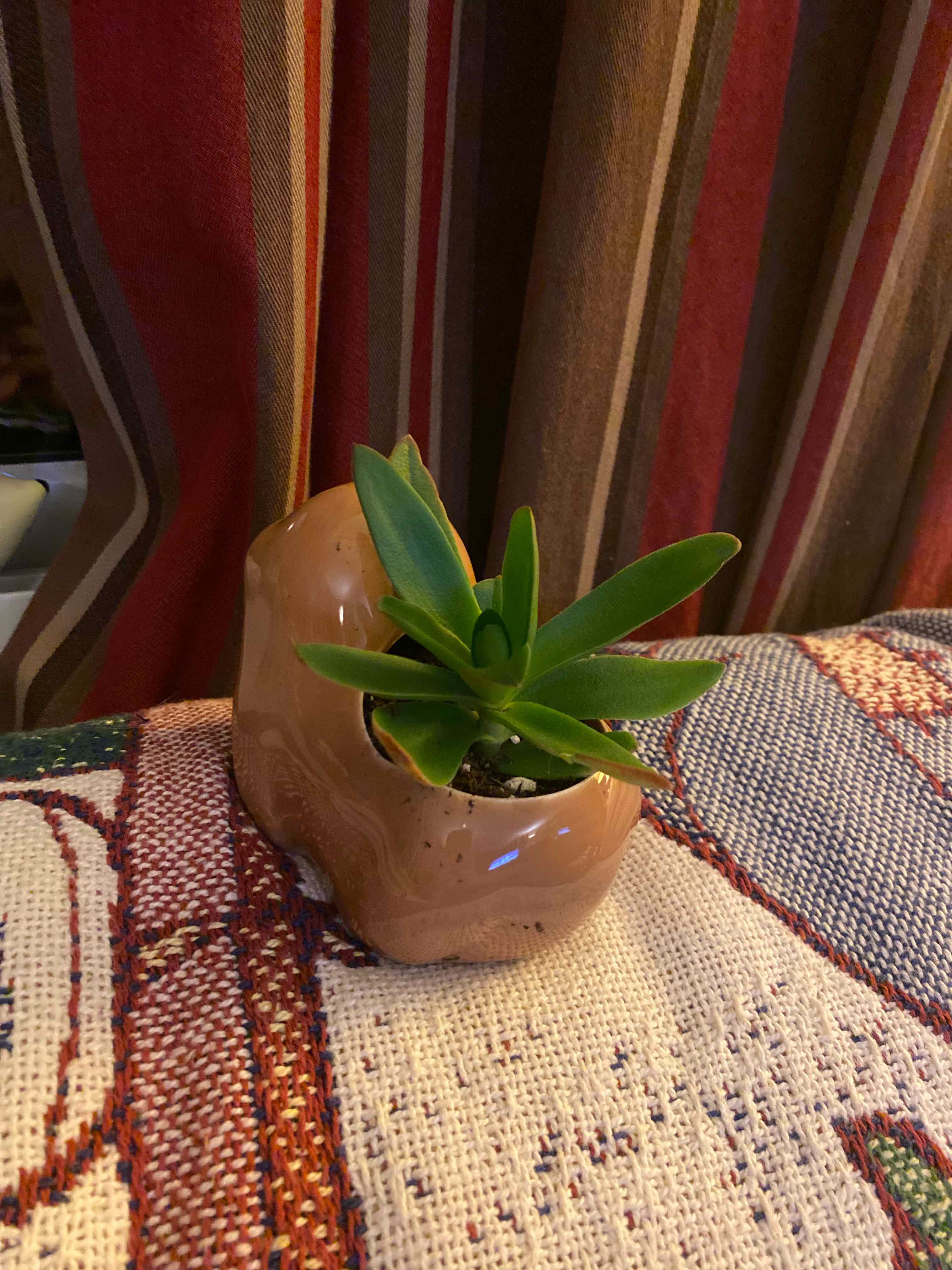 Crassula capitella 'Campfire' plant in a decorative pot, healthy with vibrant green leaves.