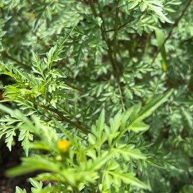 Photo of the plant species Spanish Needles by @StarTawa24 named Foxxy on Greg, the plant care app