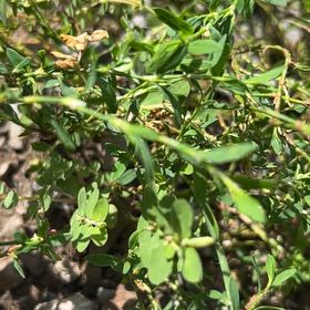 Photo of the plant species American Knotweed by @StarTawa24 named Elina on Greg, the plant care app