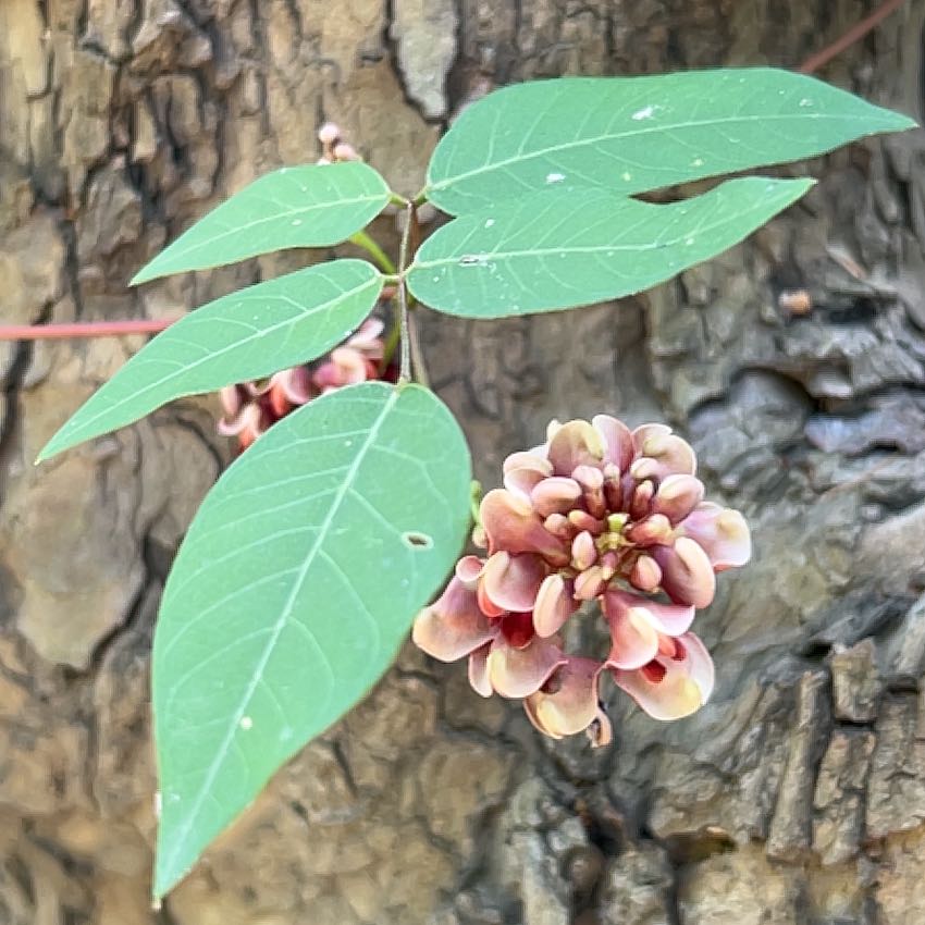 Photo of the plant species Cockspur Coral Tree by @StarTawa24 named Muhammad Ali on Greg, the plant care app