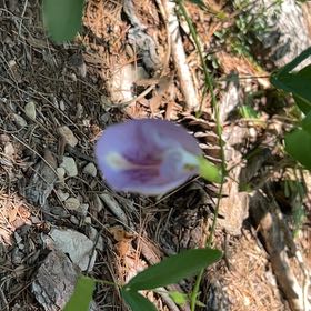 Photo of the plant species Butterfly Pea by @StarTawa24 named Orwell on Greg, the plant care app