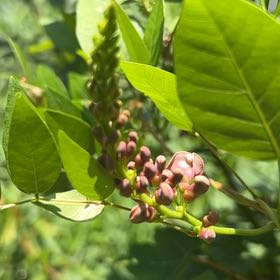 Photo of the plant species Cockspur Coral Tree by @StarTawa24 named Lebron on Greg, the plant care app
