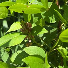 Photo of the plant species Carolina Allspice by @StarTawa24 named Hemingway on Greg, the plant care app