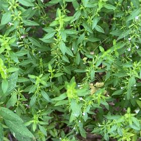 Photo of the plant species American Pennyroyal by @StarTawa24 named Bodhi on Greg, the plant care app