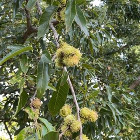 Photo of the plant species Spanish Chestnut by @StarTawa24 named Navajo on Greg, the plant care app
