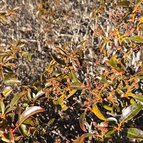 Photo of the plant species Calico Bush by @StarTawa24 named Rosa on Greg, the plant care app