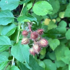 Photo of the plant species Wine Raspberry by @StarTawa24 named Spike Leaves on Greg, the plant care app