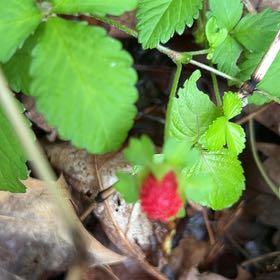 Photo of the plant species Mock Strawberry by @StarTawa24 named Rihanna on Greg, the plant care app