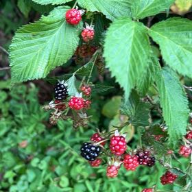 Photo of the plant species Rubus Allegheniensis by @StarTawa24 named Kardashian on Greg, the plant care app