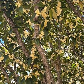 Photo of the plant species Sweet Olive by @SoaringAgboy39 named Kardashian on Greg, the plant care app