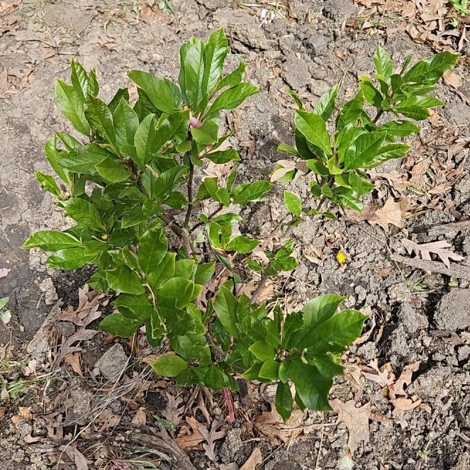 Photo of the plant species Magnolia by @LuckyPinkbubble named Anne on Greg, the plant care app