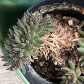 Photo of the plant species Chinese Jade by @ElderGardenia40 named Spike Leaves on Greg, the plant care app