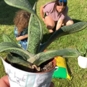 Photo of the plant species Flat-leaf Gasteria by @ElderGardenia40 named Ronaldo on Greg, the plant care app