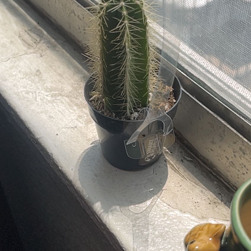 Photo of the plant species Stenocereus dumortierii by @RegnantGrass99 named Skibidi on Greg, the plant care app