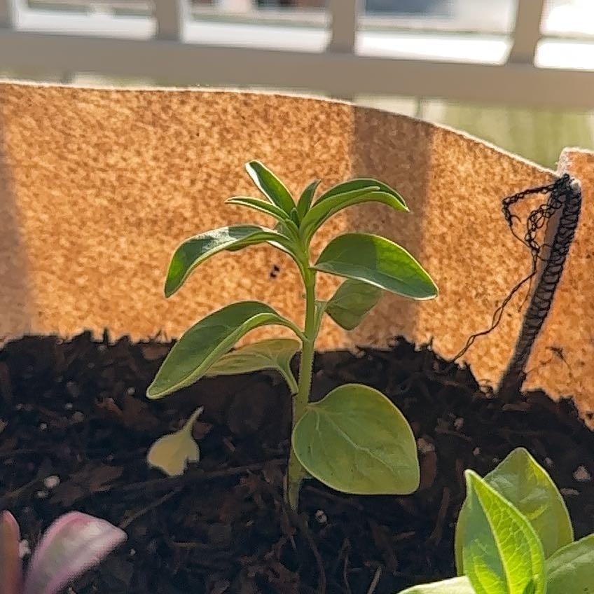 Photo of the plant species Zinnia 'Thumbelina' by @TenablePecan3 named Tree Diddy on Greg, the plant care app