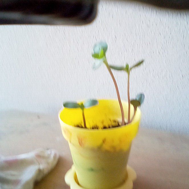 Photo of the plant species Italian White Sunflower by @GoldGreyghost48 named Spike Leaves on Greg, the plant care app