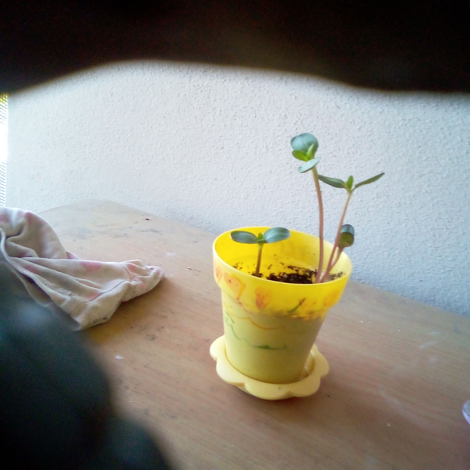 Photo of the plant species Italian White Sunflower by @GoldGreyghost48 named Rosa on Greg, the plant care app