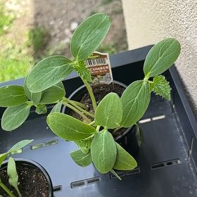 Photo of the plant species Cucumber Burpless Bush Hybrid by @VipRustyfig48 named Gomez on Greg, the plant care app