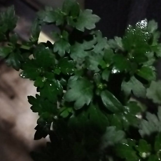 Photo of the plant species Indian Chrysanthemum by @AbleLithop2 named Anne on Greg, the plant care app