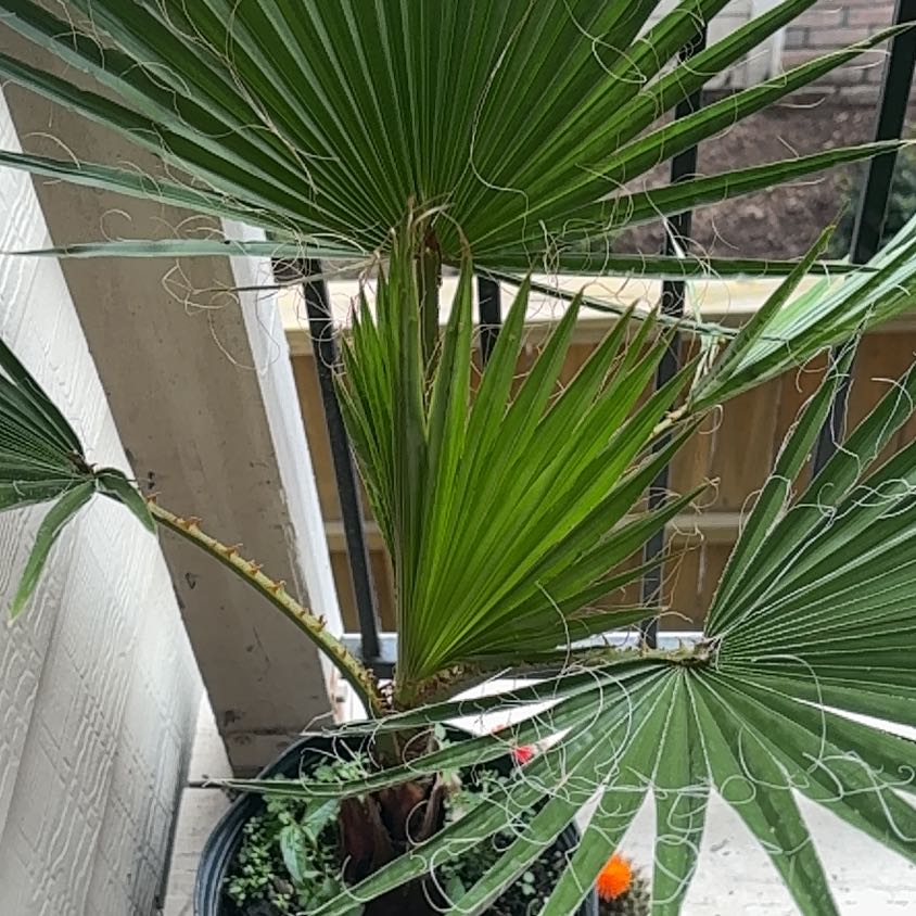 Photo of the plant species California Fan Palm by @PetLoquat86 named Sofia on Greg, the plant care app