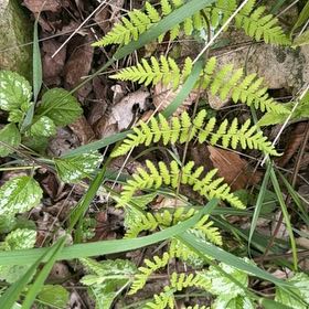 Photo of the plant species Austral Lady Fern by @HipPinkruby55 named Bieber on Greg, the plant care app