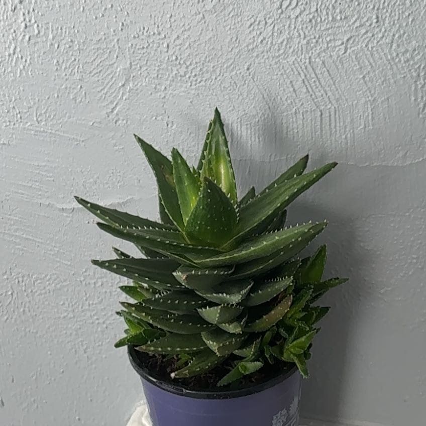 Photo of the plant species Aloe Nobilis by @AceGuasca75 named Baesil on Greg, the plant care app