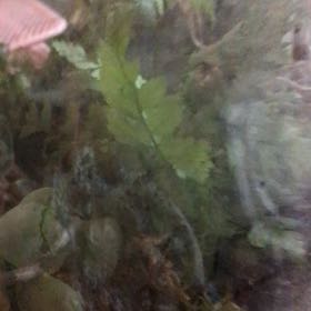 Photo of the plant species Knudsen's Birdnest Fern by @DeftMaylily44 named Harry on Greg, the plant care app
