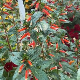 Photo of the plant species Mohintli by @HeadPlain69 named Kylie on Greg, the plant care app
