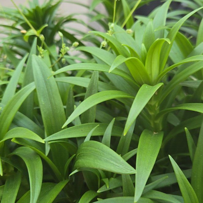 Photo of the plant species Lilium Pardalinum by @TenderSkimmia40 named Harper on Greg, the plant care app