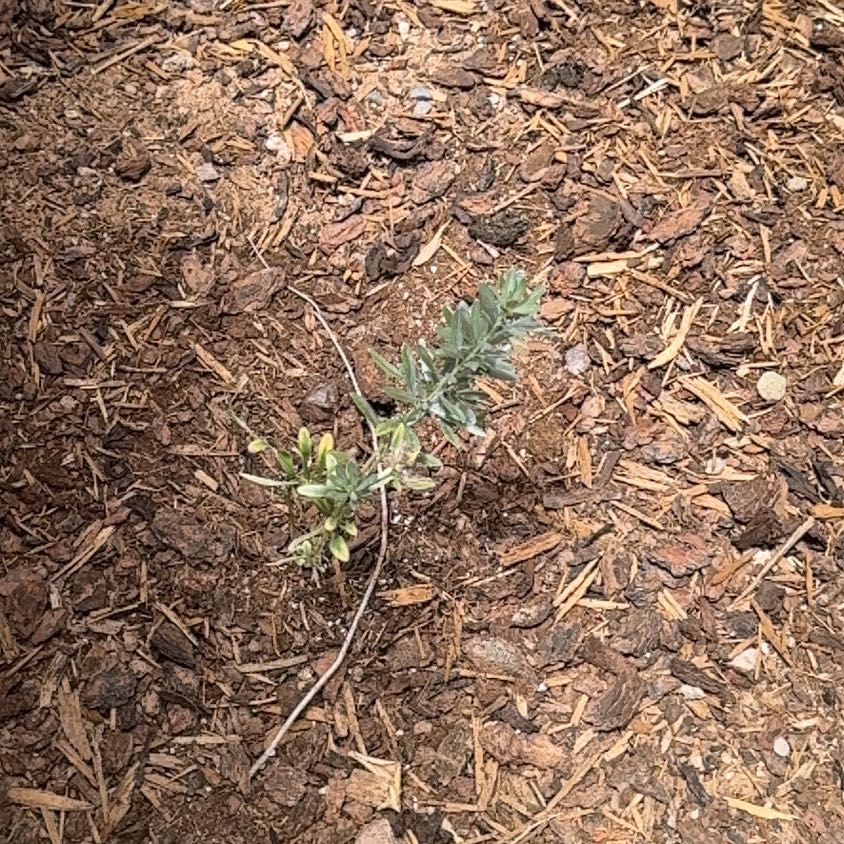 Photo of the plant species Salt Heliotrope by @ReallyBogbean34 named Rainier on Greg, the plant care app