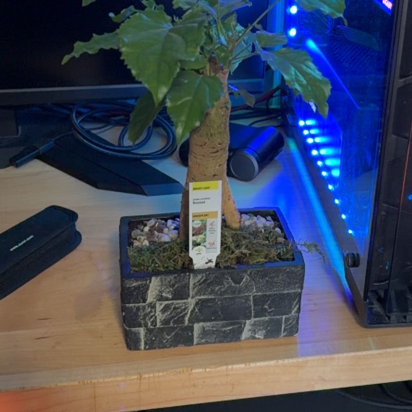 Photo of the plant species Black Aralia Polyscias by @HipSedum28 named Sanders on Greg, the plant care app