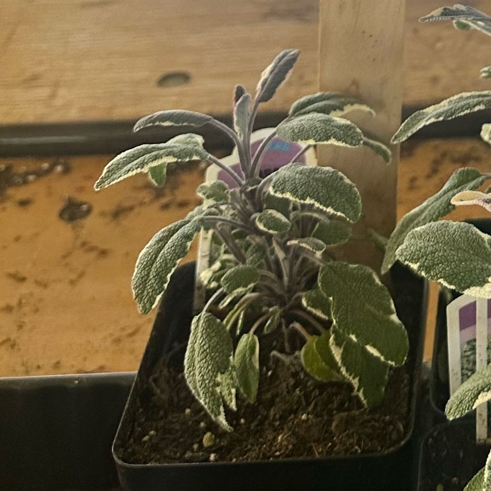 Photo of the plant species Tricolor Sage by @SuppleCoccoon37 named Miley on Greg, the plant care app