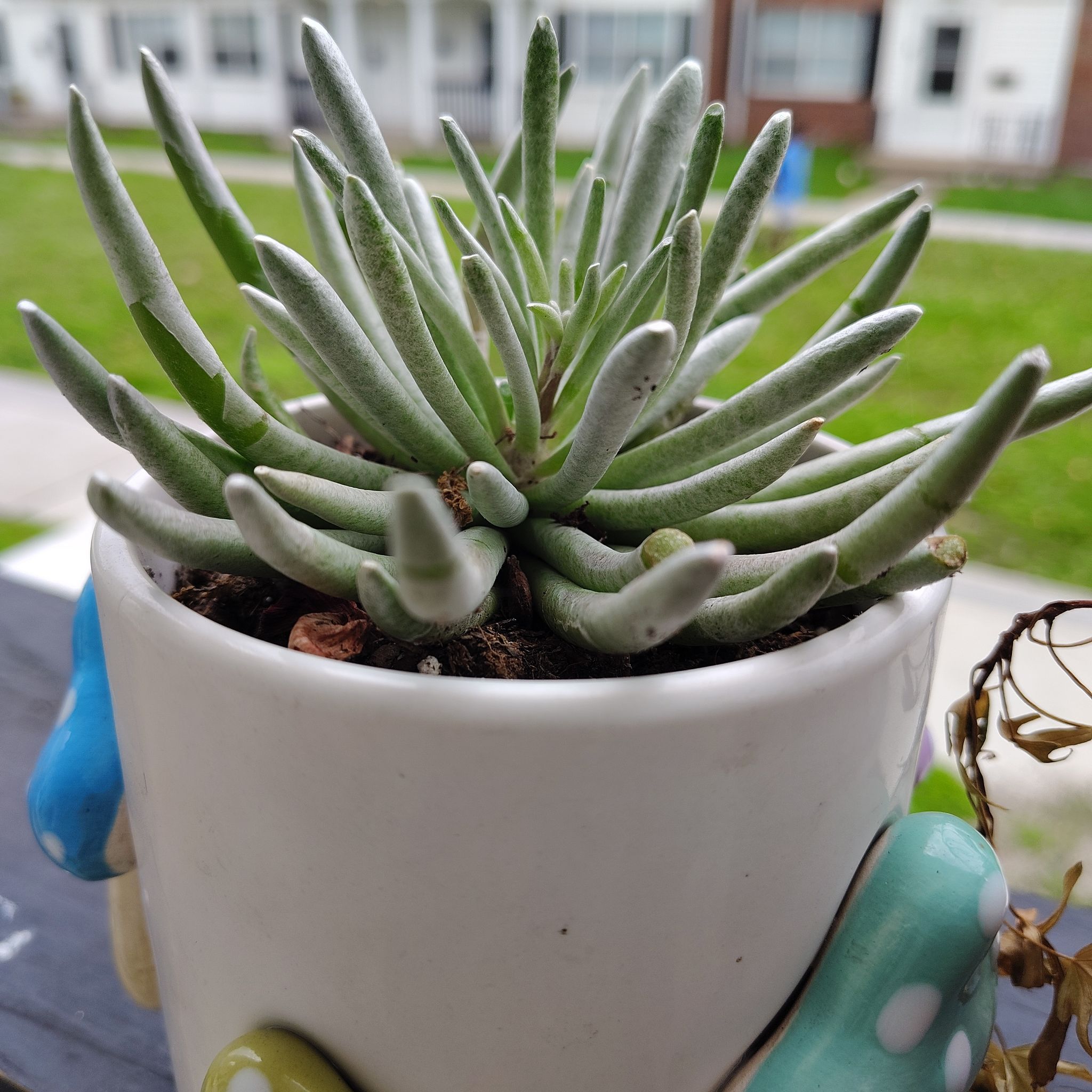 Photo of the plant species Senecio scaposus by @SirAster94 named Ulysses S Plant on Greg, the plant care app