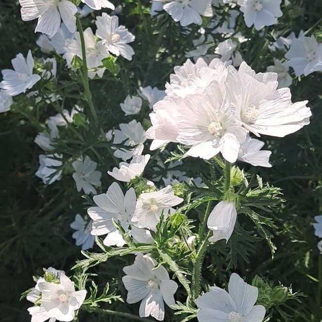 Photo of the plant species Musk Mallow by @SensuousBlue72 named LiloStitch on Greg, the plant care app