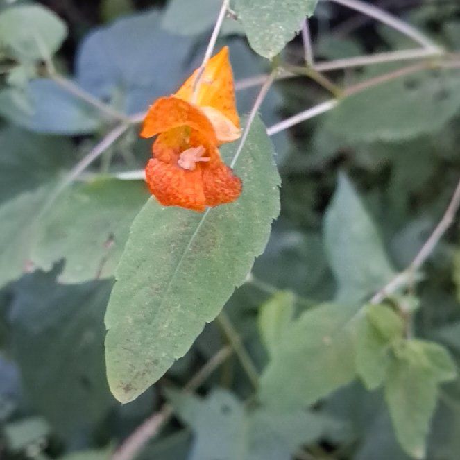 Photo of the plant species Orange Balsam by @SensuousBlue72 named Nithin on Greg, the plant care app