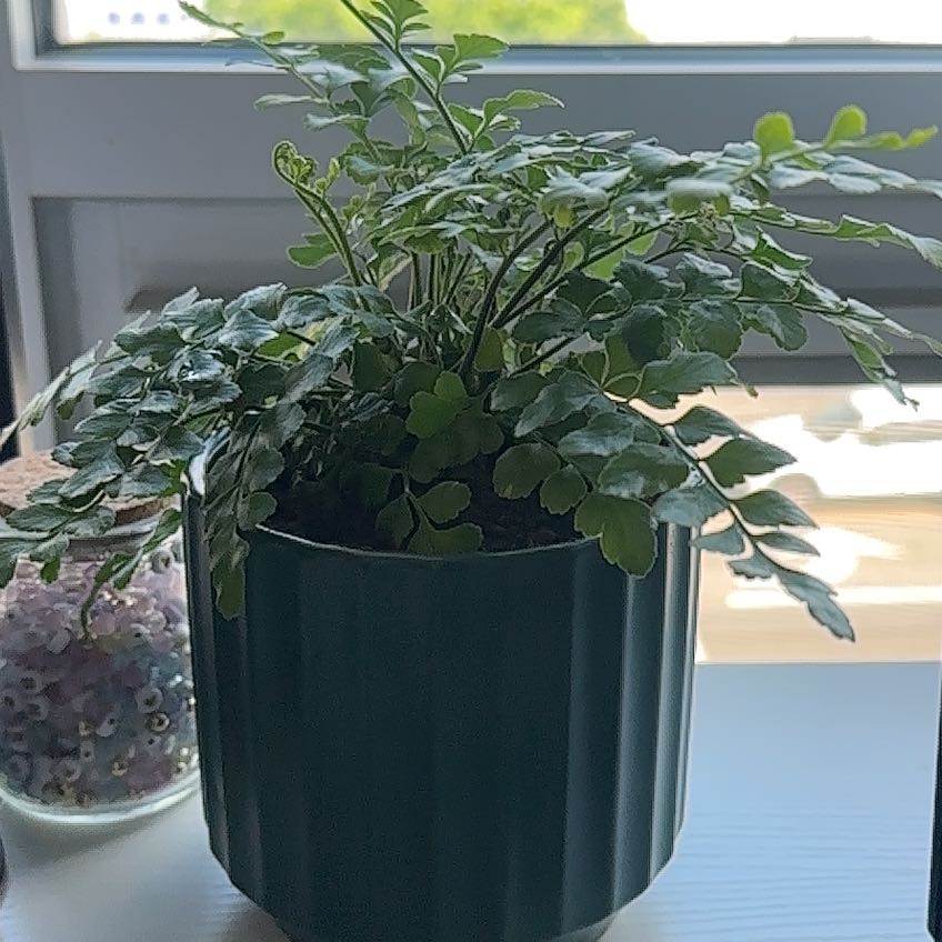Photo of the plant species Austral Gem Fern by @SinewyTropical named Fernie on Greg, the plant care app