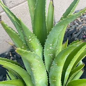 Photo of the plant species Dwarf Agave by @WillPhlox65 named Sonora on Greg, the plant care app