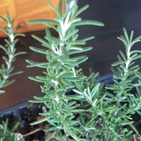 Photo of the plant species Trailing Rosemary by @WillPhlox65 named Gobi on Greg, the plant care app