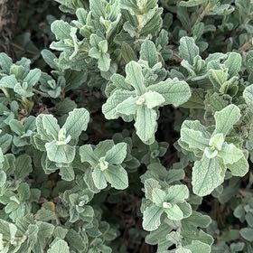 Photo of the plant species Salvia Cistus by @TryFilbert34 named Curie on Greg, the plant care app
