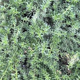 Photo of the plant species New Zealand Tea Tree by @TryFilbert34 named Delilah on Greg, the plant care app