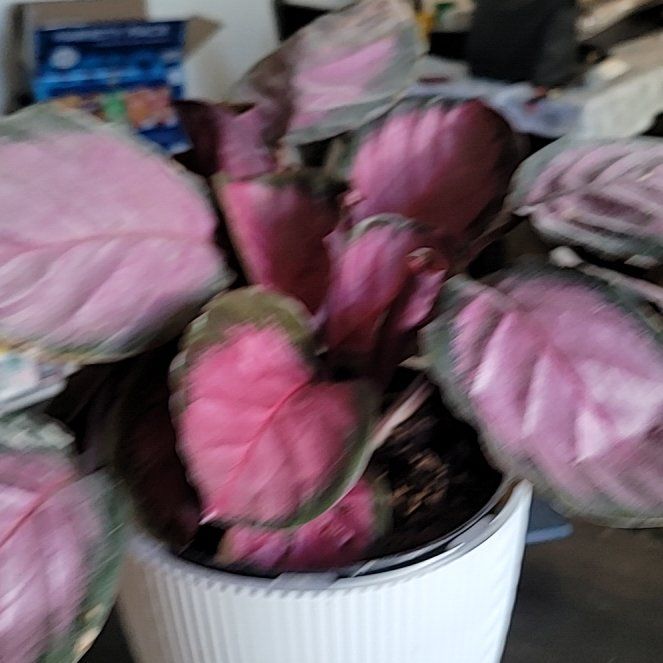 Photo of the plant species Calathea 'Crimson' by @FreeZzplant90 named Apollo on Greg, the plant care app