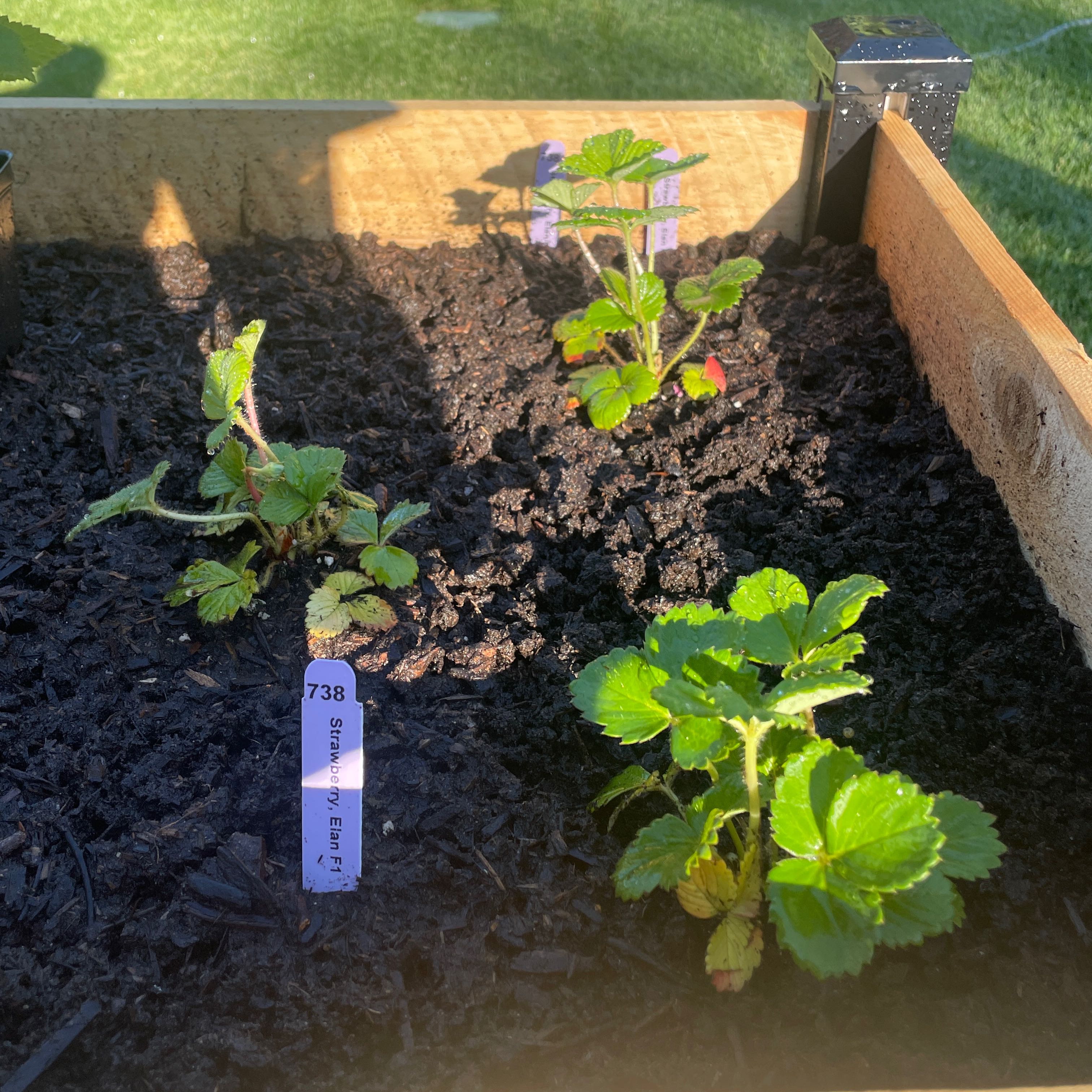 Photo of the plant species Garden Strawberry by @bigplants named The Elans on Greg, the plant care app