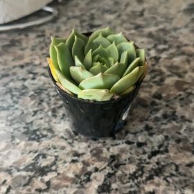 Photo of the plant species Echeveria Ramillette by @ProudBagpod55 named Megatron on Greg, the plant care app