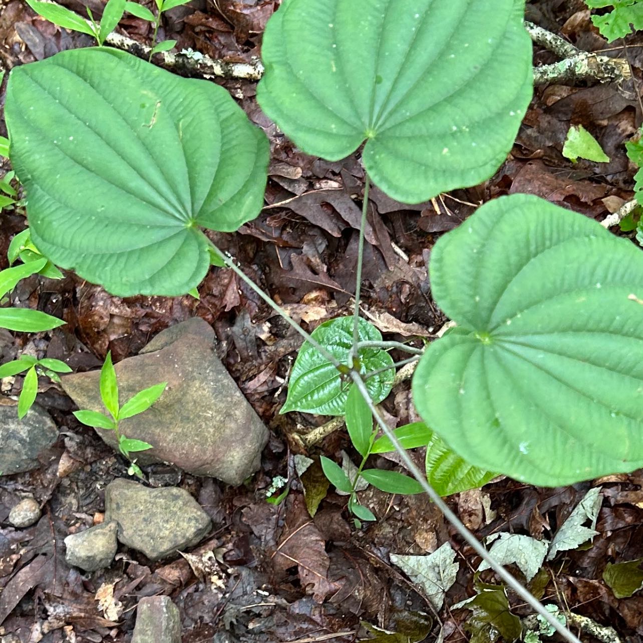 Photo of the plant species Wild Yam by @WiredBlackalder named Maya on Greg, the plant care app